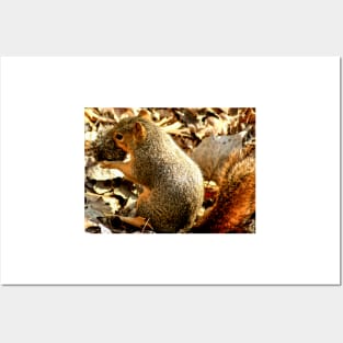cli squirrel Posters and Art